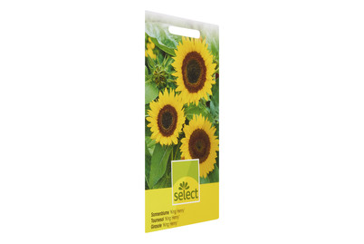 Image of Sonnenblume King Henry bei JUMBO