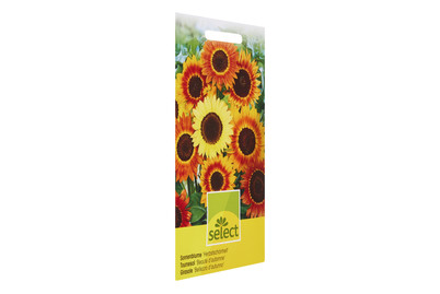 Image of Sonnenblumen Herbstschönheit bei JUMBO