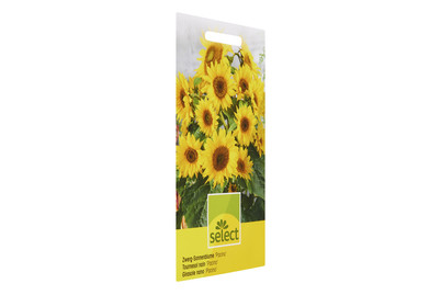 Image of Sonnenblumen Pacino klein bei JUMBO