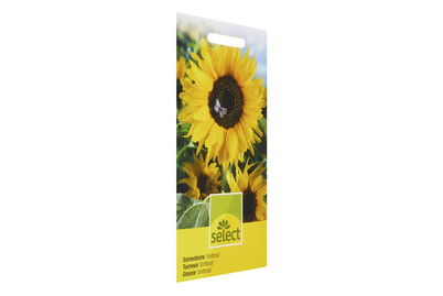 Image of Sonnenblumen grossblumig