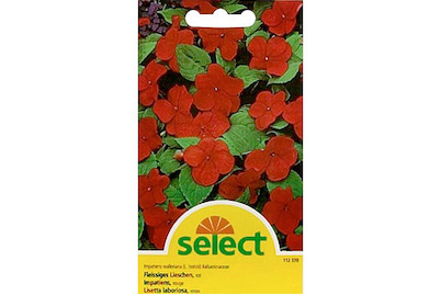 Image of Fleissiges Lieschen rot bei JUMBO