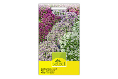 Image of Lobularia Easter Basket Mix bei JUMBO