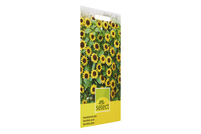 Image of Husarenknopf gelb bei JUMBO