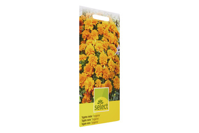 Image of Sammetblume nieder Tangerine bei JUMBO