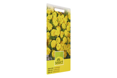 Image of Sammetblume Zitronentropfen bei JUMBO