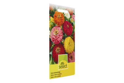 Image of Zinnia Dahlienblütige Mischung bei JUMBO