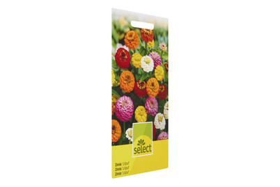 Image of Zinnia Liliput gemischt bei JUMBO