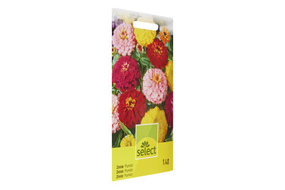Image of Zinnia Pumila gemischt bei JUMBO