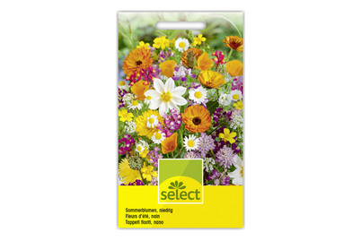 Image of Sommerblumen gemischt bei JUMBO