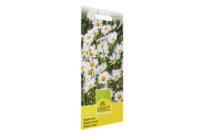 Image of Chrysanthemum weiss bei JUMBO