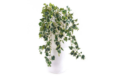 Image of Hedera panachiert ohne Topf bei JUMBO