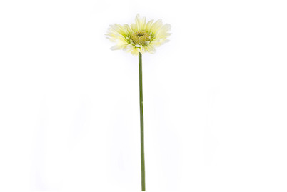 Image of Gerbera 50 cm weiss bei JUMBO