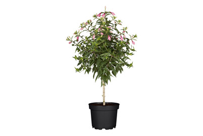 Image of Fuchsie, Stamm(Fuchsia, Stamm), Topfgrösse Ø18cm bei JUMBO