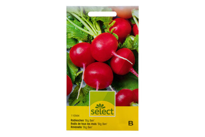 Image of Select Radieschen Big Ben bei JUMBO