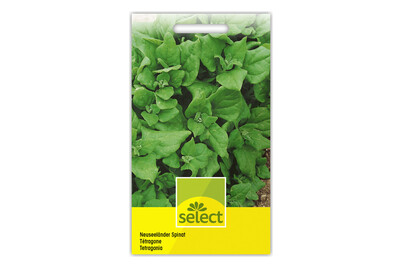 Image of Spinat Neuseeländer bei JUMBO