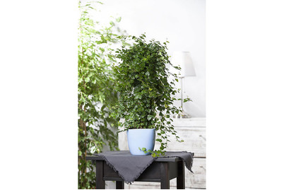 Image of Kletter-Feige, Topfgrösse Ø10cm (Ficus pumila) bei JUMBO