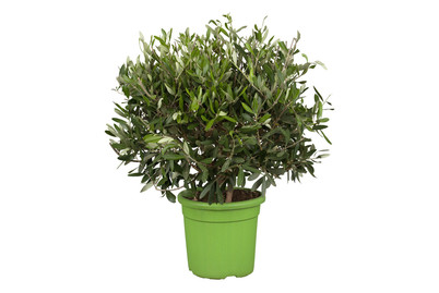 Image of Olivenbaum(Olea europaea), Topfgrösse Ø15cm