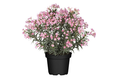 Image of Oleander(Nerium oleander), Topfgrösse Ø21cm bei JUMBO