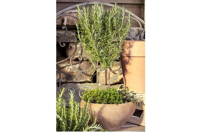 Image of Garten-Rosmarin, Stamm (Rosmarinus officinalis, Stamm), Topfgrösse Ø13cm bei JUMBO