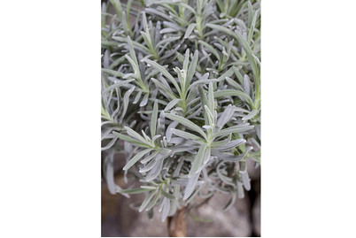 Image of Echter Lavendel, Stamm (Lavandula angustifolia, Stamm), Topfgösse Ø13cm