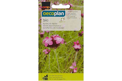 Image of Bio Kartäuser-Nelke bei JUMBO
