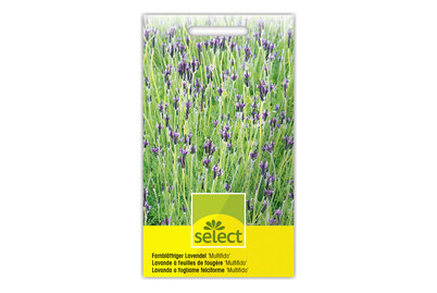 Image of Farnblättriger Lavendel Multifida bei JUMBO