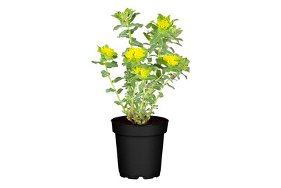 Image of Gold-Wolfsmilch (Euphorbia polychroma), Topfgrösse Ø12cm bei JUMBO