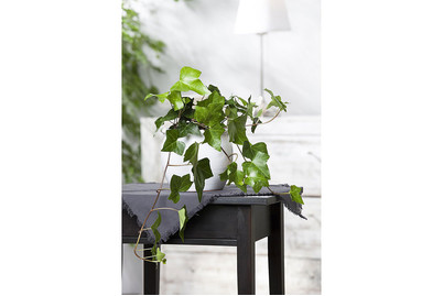 Image of Grünblättriger Zimmer-Efeu, Topfgrösse Ø9cm (Hedera helix, grün) bei JUMBO