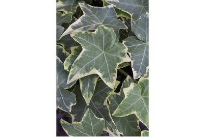 Image of Buntblättriger Zimmer-Efeu, Topfgrösse Ø9cm (Hedera helix, bunt) bei JUMBO