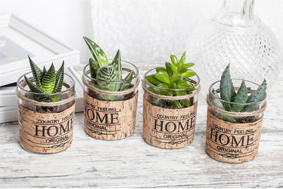 Image of Mini-Sukkulenten, Topfgrösse Ø3.5cm (Succulentes, mini) bei JUMBO