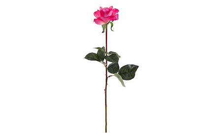 Image of Rosa Caroline pink