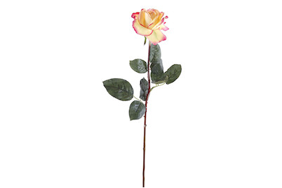 Image of Rosa Caroline gelborange bei JUMBO