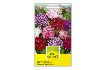 Image of Bartnelken Hollandia Mix bei JUMBO