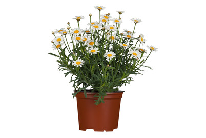 Image of Strauchmargerite(Argyranthemum frutescens, weiss), Topfgrösse Ø24cm bei JUMBO