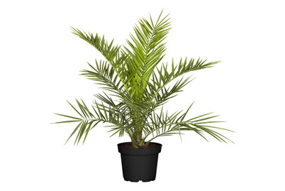 Image of Dattelpalme(Phoenix canariensis), Topfgrösse Ø22cm bei JUMBO