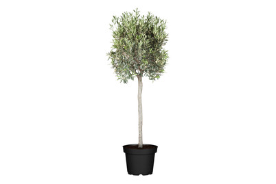 Image of Ölbaum, Stamm(Olea europaea, Stamm), Topfgrösse Ø55cm bei JUMBO