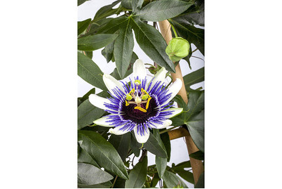 Image of Blaue Passionsblume, Topfgrösse Ø13cm (Passiflora caerulea)