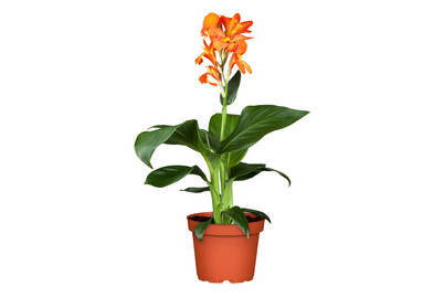 Image of Canna(Canna), Topfgrösse Ø17cm bei JUMBO