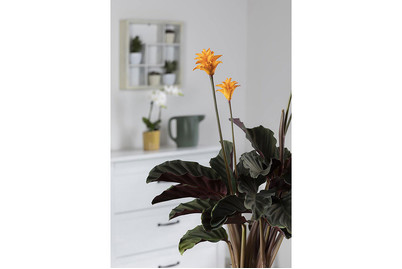 Image of Korbmarante, Topfgrösse Ø14cm (Calathea crocata) bei JUMBO