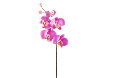 Image of Luwatex Phalenopsis geschnitten rosa bei JUMBO