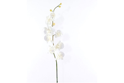 Image of Phalaenopsiszweig gross weiss bei JUMBO