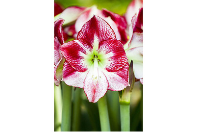 Image of Ritterstern, Topfgrösse Ø14cm (Hippeastrum) bei JUMBO