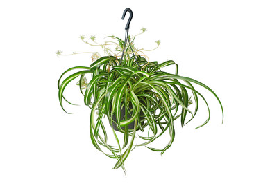 Image of Ampel-Grünpflanzen, Topfgrösse Ø18cm (Grünpflanzen, hängend) bei JUMBO