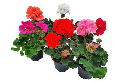 Image of Geranien Steher Mix Ø12.0cm bei JUMBO