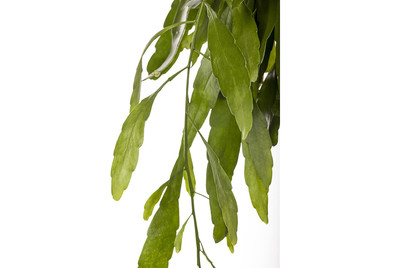 Image of Rhipsalis, Topfgrösse Ø8,5cm (Rhipsalis) bei JUMBO