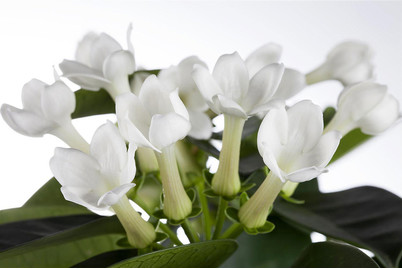 Image of Kranzschlinge, Topfgrösse Ø12cm (Stephanotis floribunda) bei JUMBO