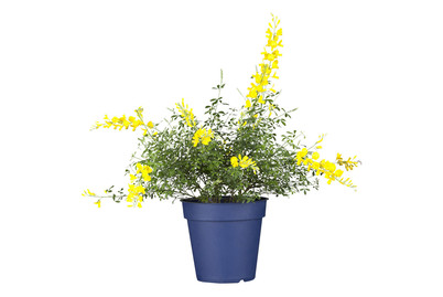 Image of Ginster(Cytisus racemosus), Topfgrösse Ø15cm bei JUMBO