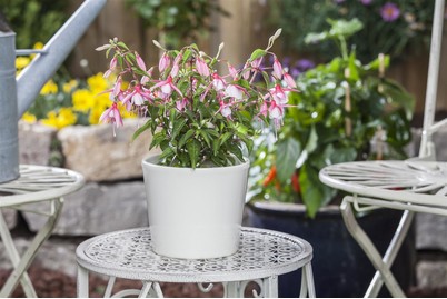 Image of Stehende Fuchsie(Fuchsia Hybride, stehend), Topfgrösse Ø14cm bei JUMBO
