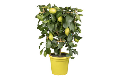 Image of Zitrone(Citrus limon, Spalier), Topfgrösse Ø20cm bei JUMBO