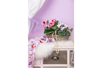 Image of Falsche Gloxinie, Topfgrösse Ø12cm (Sinningia speciosa) bei JUMBO